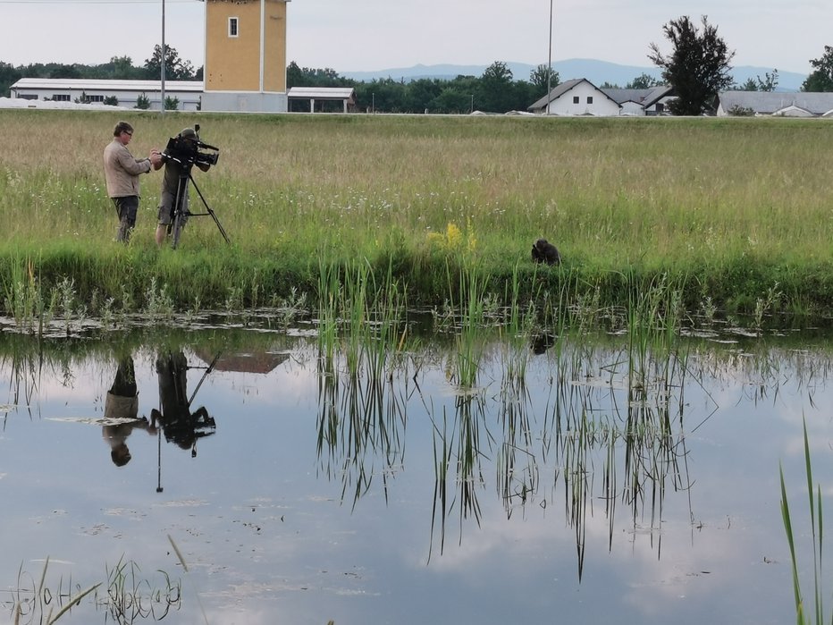 Fotografija: Snemalcu RTV Slovenija se je dobesedno nastavil na nekaj metrov. FOTO: Marjan Jerele