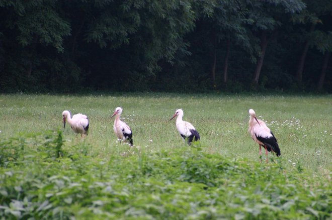 Širijo se proti severozahodu, vse do Gorenjske. FOTO: Oste Bakal