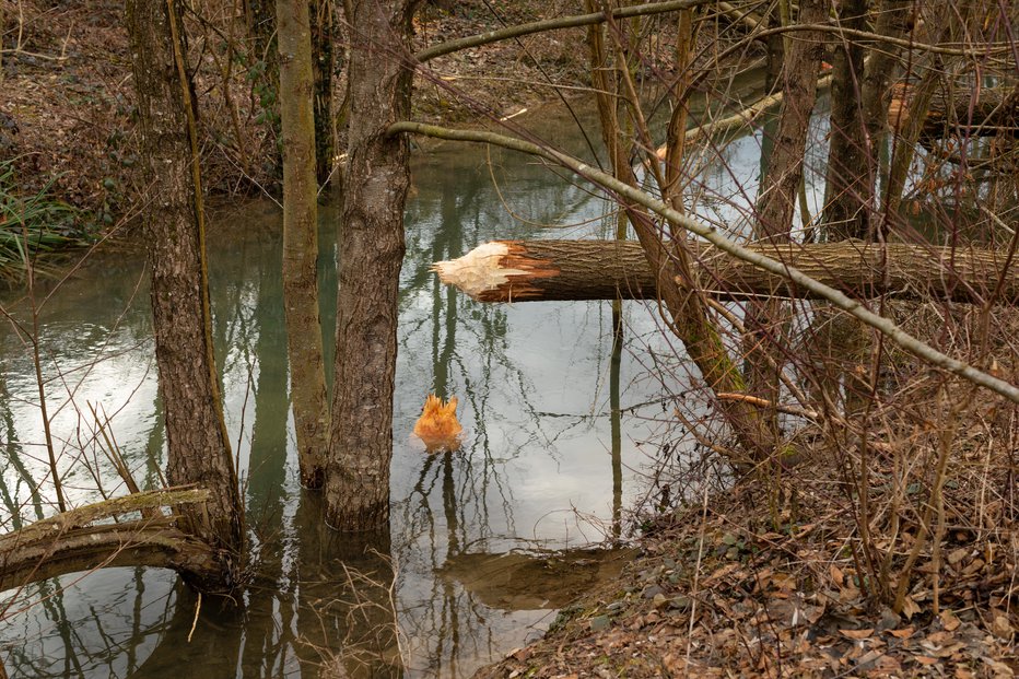 Fotografija: Simbolična fotografija. FOTO: Boštjan Pucelj