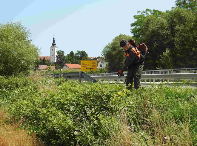 Košnja japonskega dresnika ob reki Bistrici FOTO: Ema Jevšnik