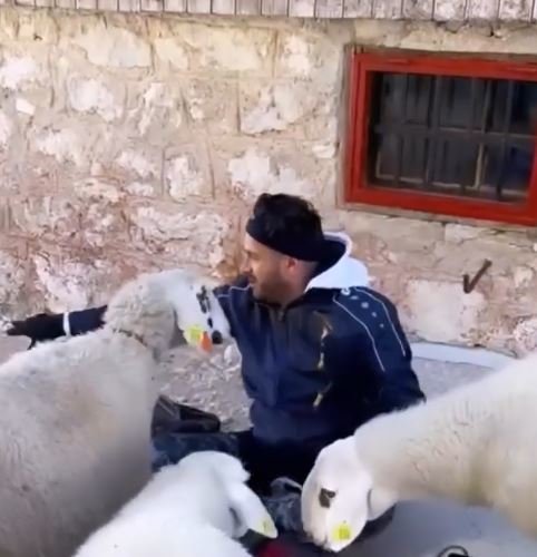 Fotografija: Domen Kumer je pod Triglavom nahranil drobnico. FOTO: Instagram