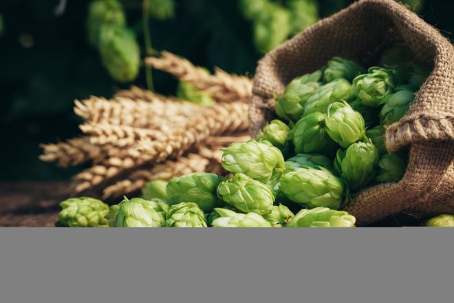 Posušeni storžki imajo aromatičen, grenak okus. FOTO: Stsmhn/Getty Images