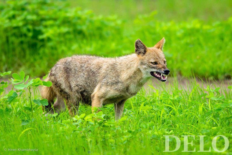 Fotografija: Zlati ali evropski šakal FOTO: Delo