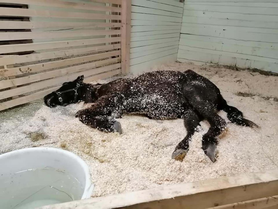 Fotografija: Maxi ob prihodu v zavetišče ni mogel stati na nogah. FOTO: Društvo Za Zaščito Konj
