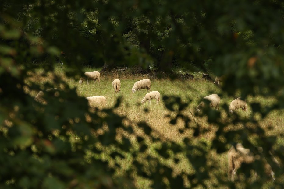 Fotografija: Fotografije so simbolične. FOTO: Jure Eržen, Delo
