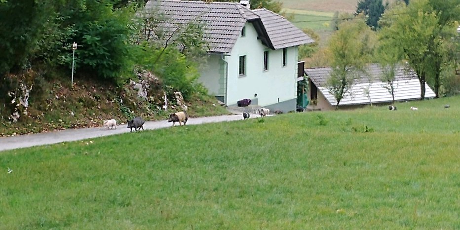 Fotografija: Takole se sprehajajo po cesti. Foto: Osebni arhiv
