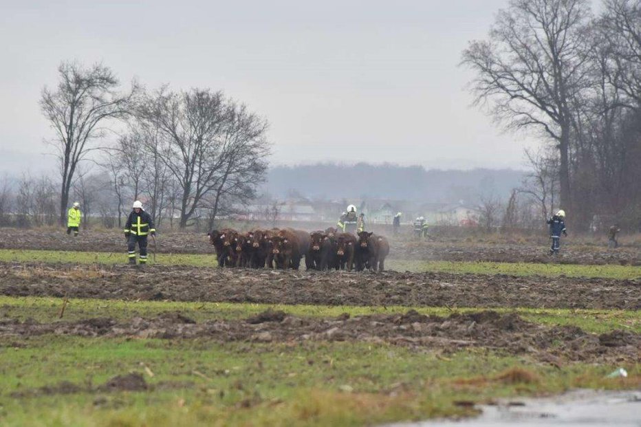 Fotografija: Gasilci na posebni nalogi FOTO: Jure Zaunikar
