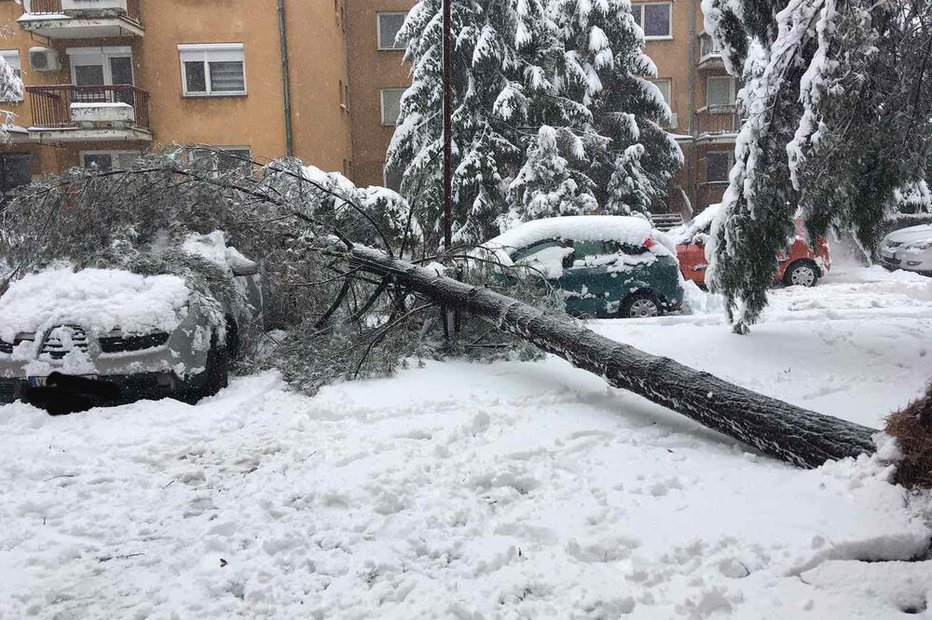 Fotografija: Sneg je prinesel goro preglavic. FOTO: Kurir
