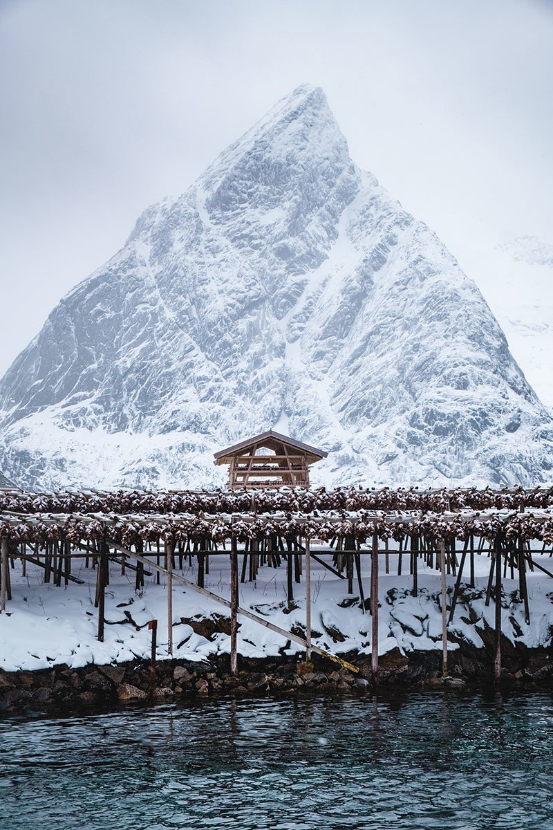 Fotografija: Sušenje trske na Norveškem
