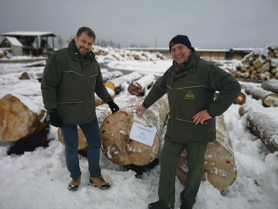 Fotografija: Matjaž Juvančič in Robert Tomazin ob dragocenem hlodu. Nemški kupec je za kubični meter odštel skoraj 19 tisočakov.
