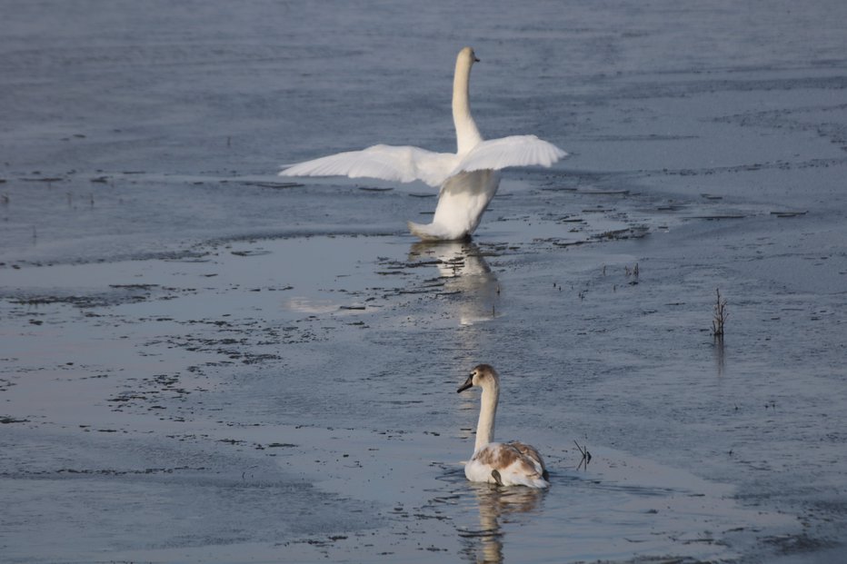 Fotografija: Ptičjo gripo so odkrili pri poginulem labodu. FOTO: Jože Pojbič, Delo
