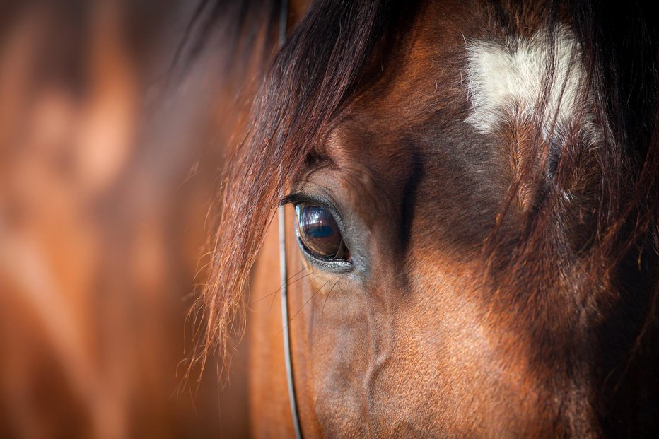 Fotografija: Fotografija je simbolična. FOTO: Alexia Khruscheva, Getty Images, Istockphoto
