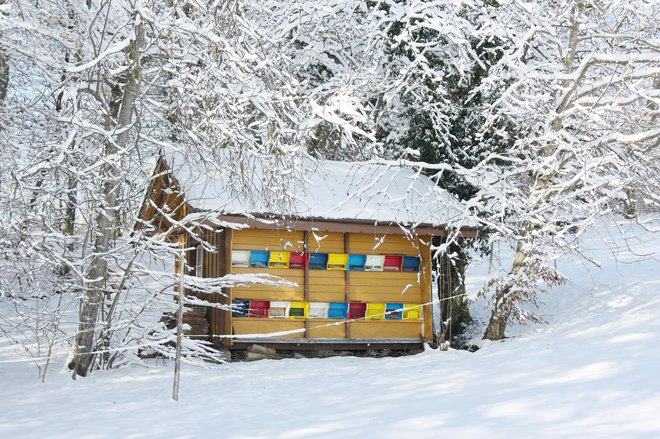 Znotraj gruče lahko preživijo tudi zelo nizke zunanje temperature zraka, niti okrog –40 °C jim ne škodi. FOTO: Yuelan/Getty Images
