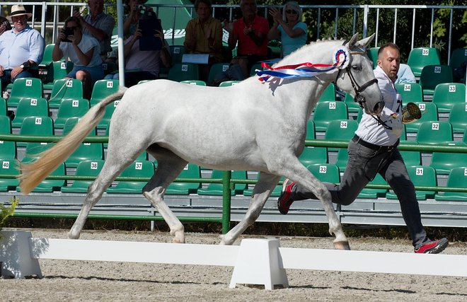 Thais XXXIII na predstavitvi v slovaški državni kobilarni Topolčianky. FOTO: Dalibor Gregor
