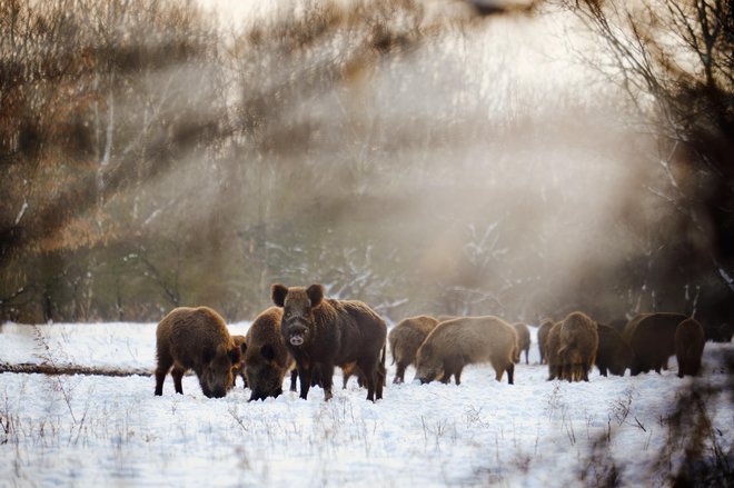 Dejavni so podnevi in ponoči. FOTO: Thomas_zsebok_images/Getty Images
