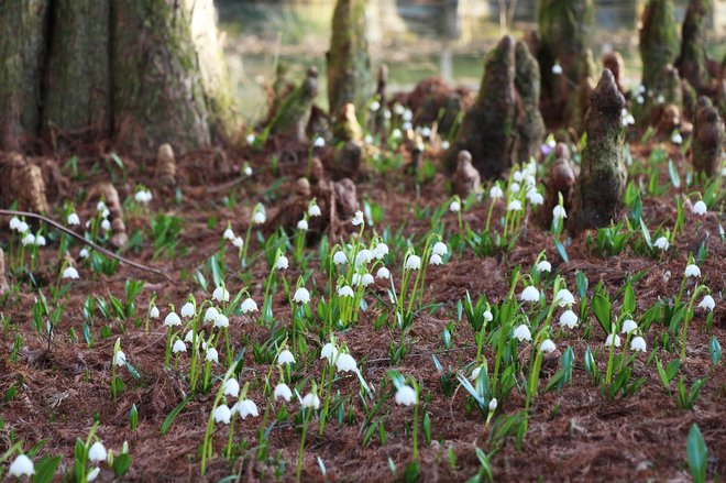 Cvetijo na obrobju arboretuma.
