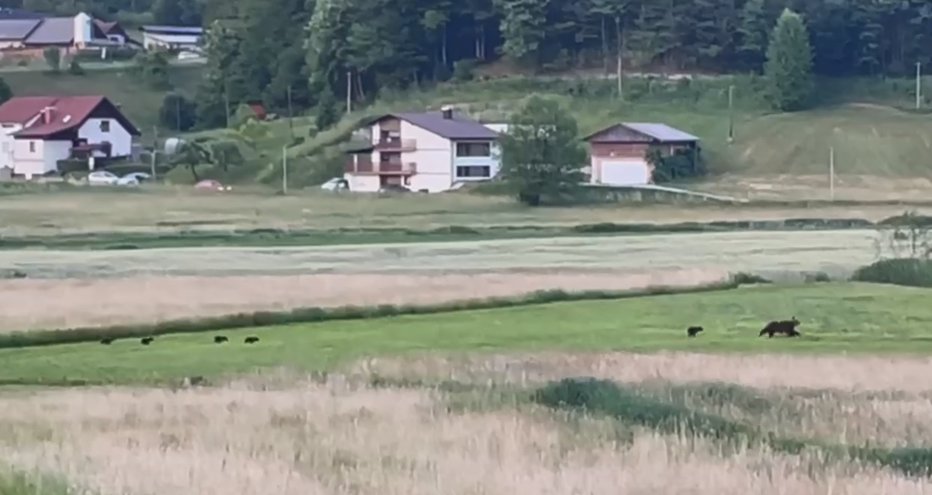 Fotografija: Lahko bi šlo za medvedko, ki so jo lani posneli s petimi mladiči samo 500 metrov od lekarne Škofljica proti naselju Gajniče. FOTO: LD Škofljica
