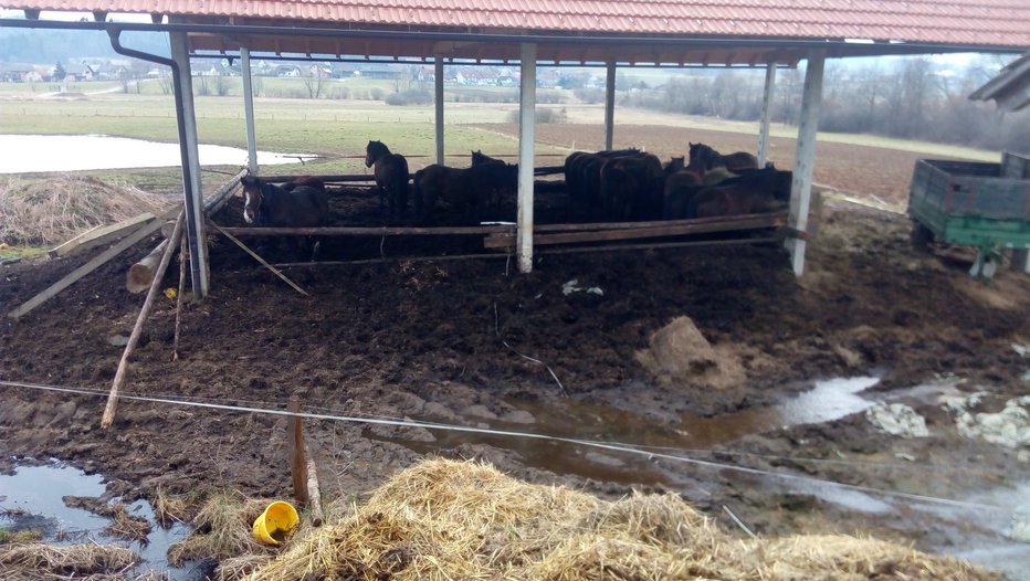 Fotografija: Po odvzemu zanemarjenih živali, kot so konji s posestva v Grosupljem, inšpektorji pogosto ne vedo, kaj storiti, saj ni državnega zavetišča za odvzete rejne živali. FOTOgrafije: DZK
