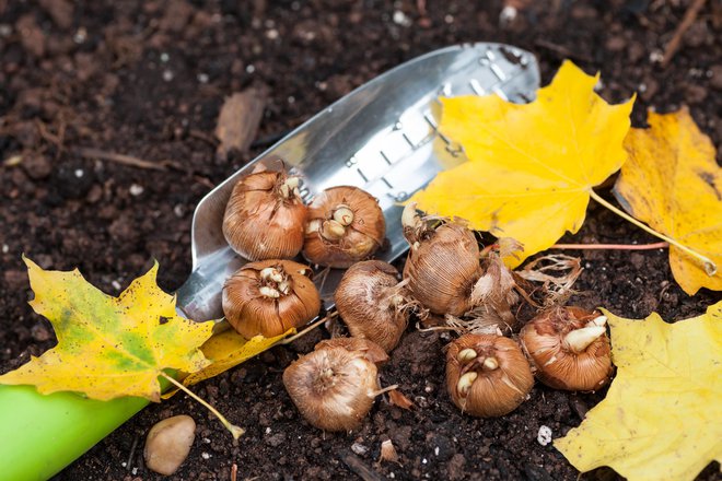 Čebulice posadimo med septembrom in novembrom. FOTO: Onepony/Getty Images
