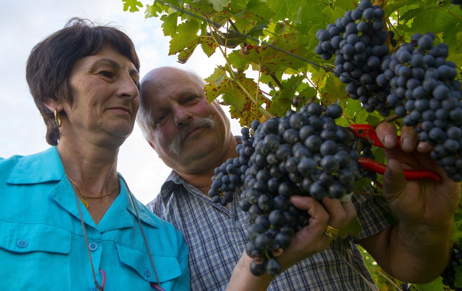 Fotografija: Seveda pridelujejo tudi teran. FOTO: Osebni Arhiv
