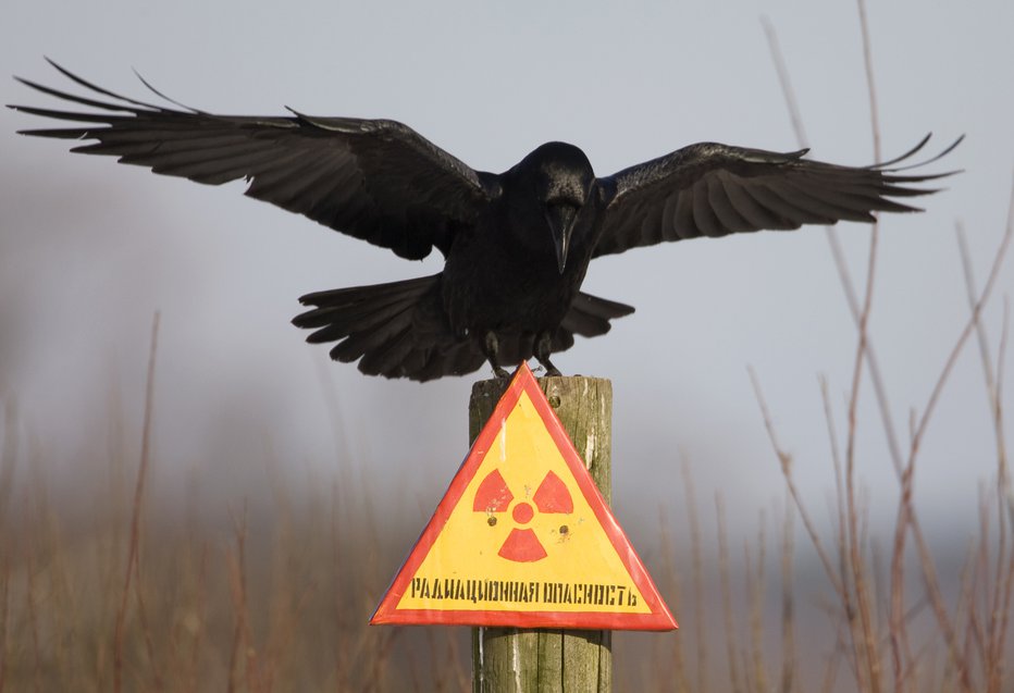 Fotografija: Če bi rakete zadele jedrski reaktor, bi bili pred novo hudo katastrofo. FOTO: Vasily Fedosenko/Reuters
