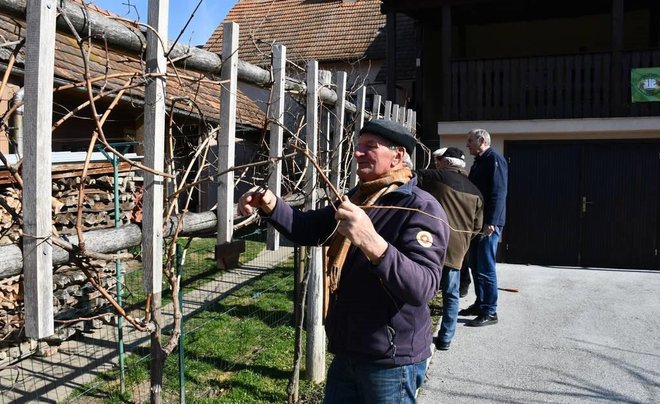 Člani društva vinogradnikov pri spomladanskem opravilu
