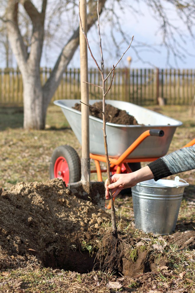 Zgodaj spomladi lahko sadimo nova drevesa, če tla niso zamrznjena ali prekrita s snegom. FOTO: Baza178/Getty Images
