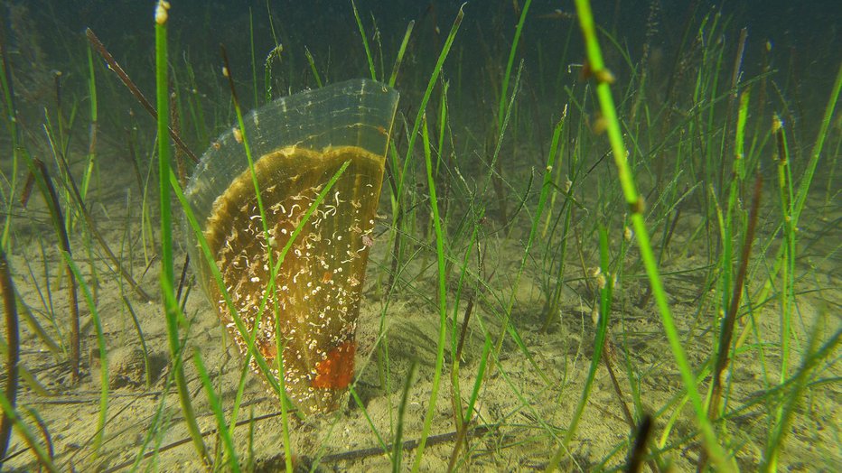 Fotografija: Morda dve leti star leščur, ki nad muljem meri kakih 17 centimetrov, vrh školjke pa je iz še prozornega apnenca. FOTO: Ciril Mlinar - Cic
