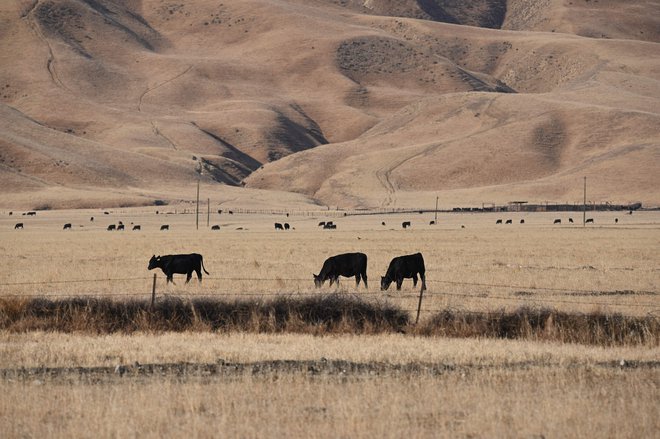 S segrevanjem planeta ekstremna vročina in suša nista več neobičajni. FOTO: Robyn Beck/AFP