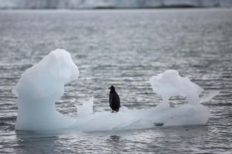 Fotografija: Antarktične vrste imajo zaradi specializacije zelo malo manevrskega prostora za prilagajanje posledicam podnebnih sprememb. FOTO: Alexandre Meneghini/Reuters