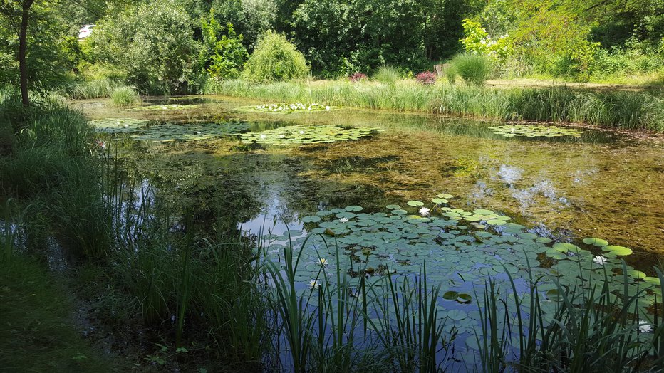 Fotografija: Reka Mura je z vsemi njenimi mrtvimi rokavi izrednega pomena za številne živalske in rastlinske vrste. FOTO: Borut Tavčar