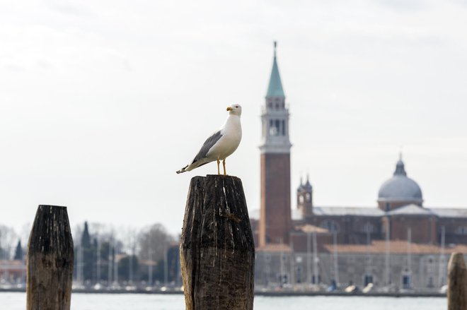 Z vseh koncev prežijo na nič hudega sluteče turiste. FOTO: Robert Pavsic/Getty Images
