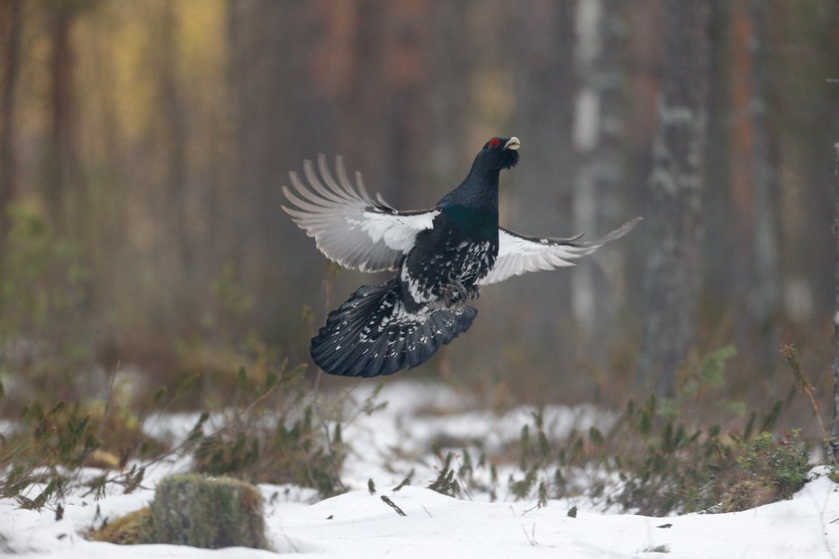 Fotografija: Divji petelin med letom
