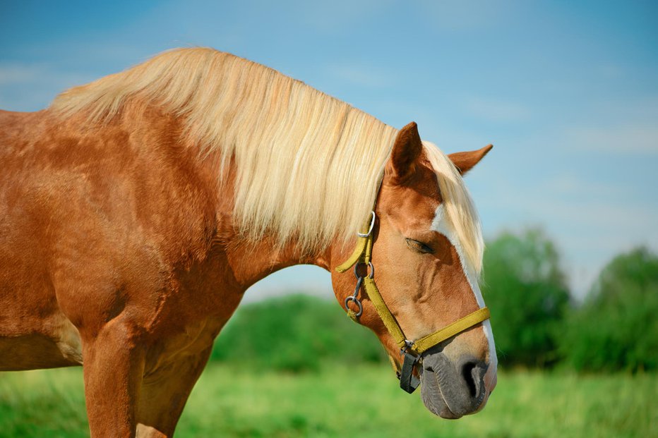 Fotografija: FOTO: Irina Orlova, Getty Images, Istockphoto
