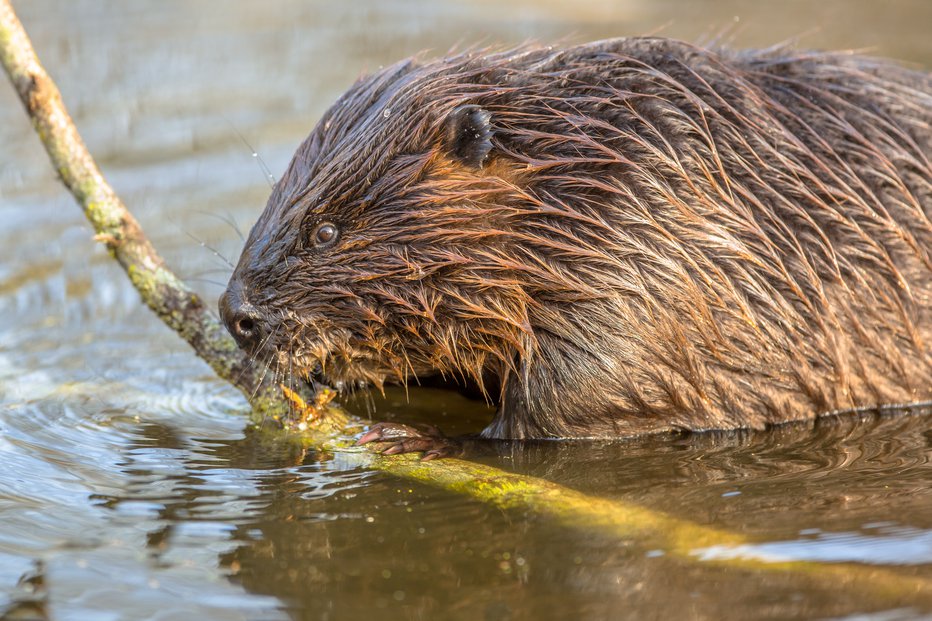 Fotografija: Po ocenah je na Krki s pritoki med 168 do 392 bobrišč. FOTO: Creativenature_nl/Getty Images
