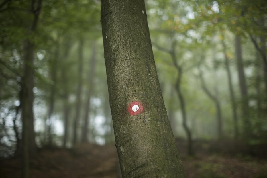 Fotografija: Simbolična fotografija. FOTO: Jure Eržen, Delo
