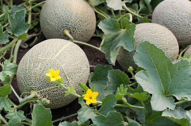 Melone v posamezni vrsti sadimo pol metra narazen. FOTO: GETTY IMAGES/ISTOCKPHOTO
