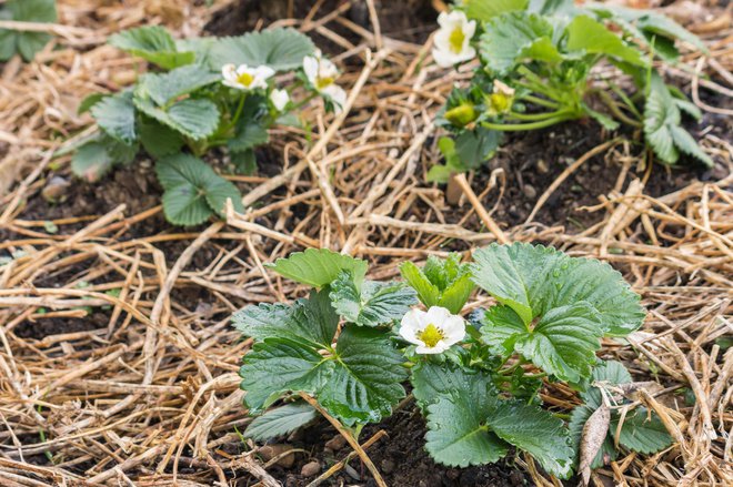 Zastirka bo v zemlji zadržala vlago, ščitila rastline pred škodljivci in plevelu preprečevala rast. FOTO: GETTY IMAGES/ISTOCKPHOTO
