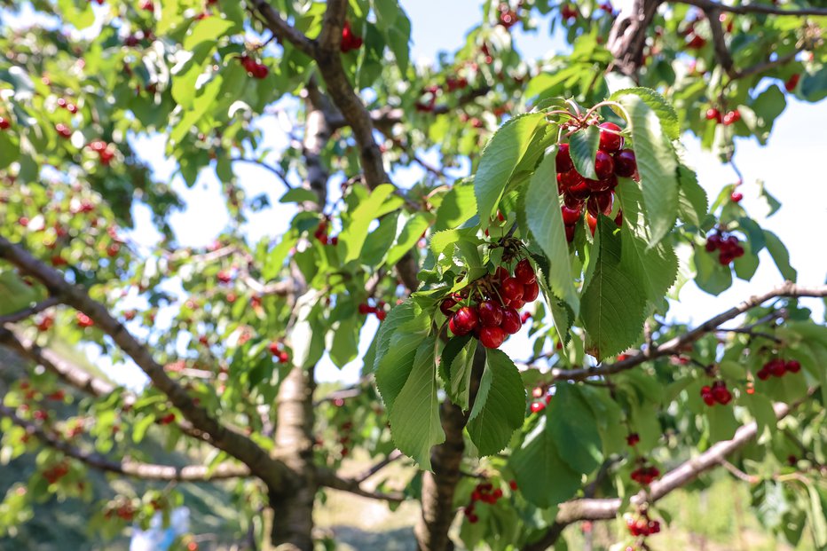 Fotografija: Za odvetnika je bilo usodno nabiranje češenj. FOTO: Črt Piksi
