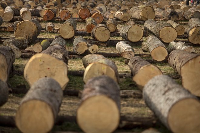 Za prihodnost slovenske lesne industrije je dobro poskrbljeno. FOTO: Voranc Vogel
