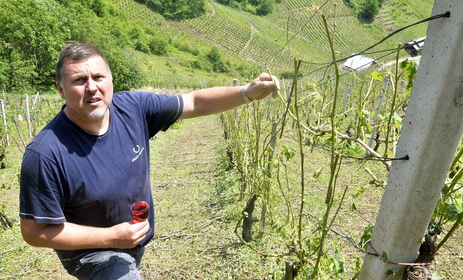 Fotografija: Matjaž Golob v uničenem vinogradu FOTO: Drago Perko
