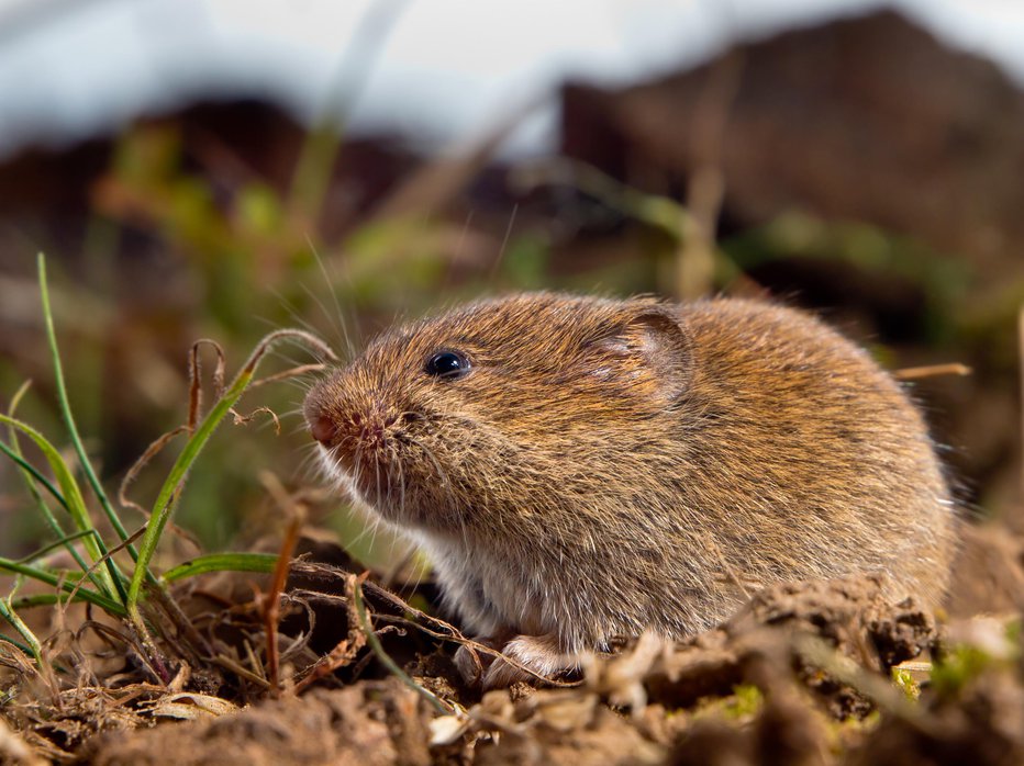 Fotografija: Tudi voluharji prenašajo koronavirus. FOTO: Creativenature_nl Getty Images/istockphoto
