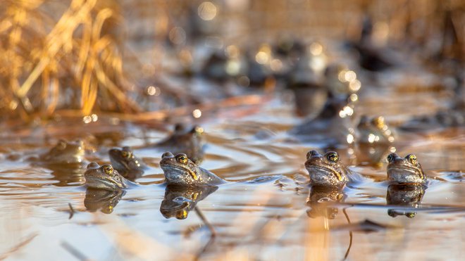 Kosti dvoživk so odkrili tudi na drugih arheoloških najdiščih, a nikoli v takšnem obsegu. FOTO: Creativenature_nl/Getty Images
