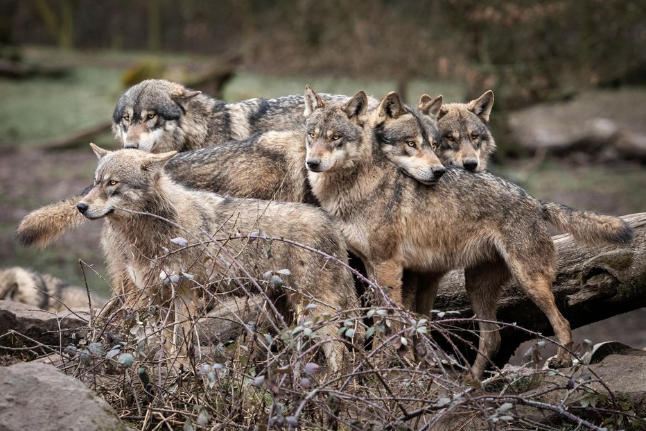 Fotografija: Vse številnejši in drznejši so. FOTO: Ab Photography/Getty Images
