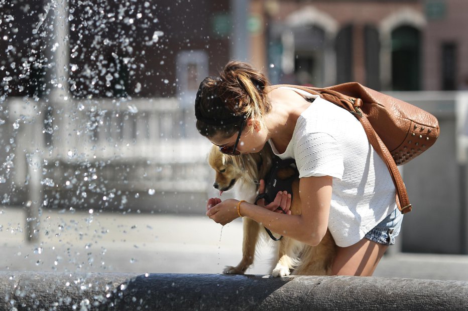 Fotografija: V vročini moramo poskrbeti tudi za naše ljubljenčke. Foto: Jože Suhadolnik
