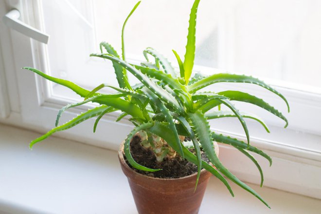 Aloe vera je vsestransko uporabna lončnica, med drugim ohlaja zrak. FOTO: Albina Yalunina/Getty Images
