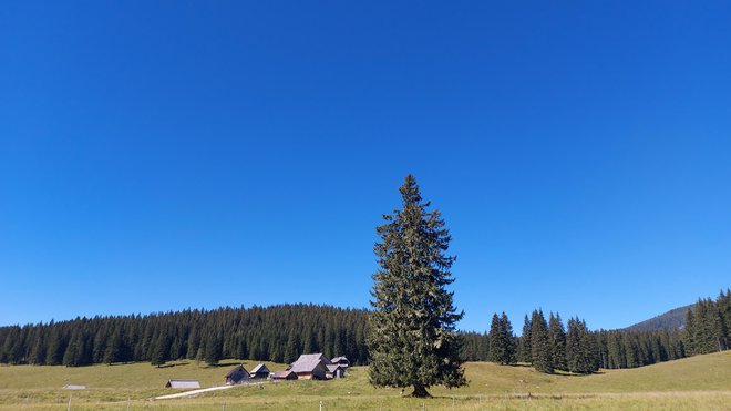 Planina Zajavornik v vsej svoji lepoti
