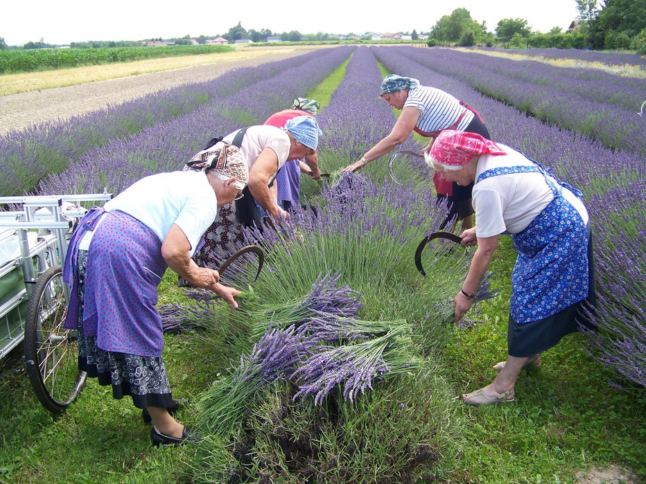 Fotografija: Požele so jo s srpi.
