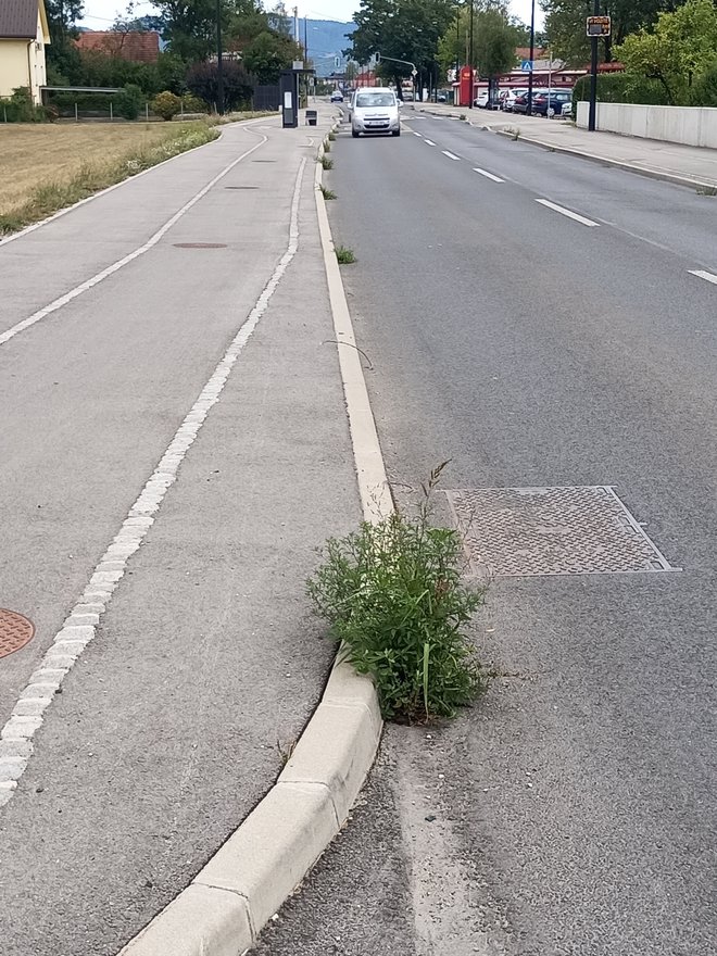 Pred nekaj dnevi so bile niše povsem zaraščene. FOTO: Janko, bralec poročevalec
