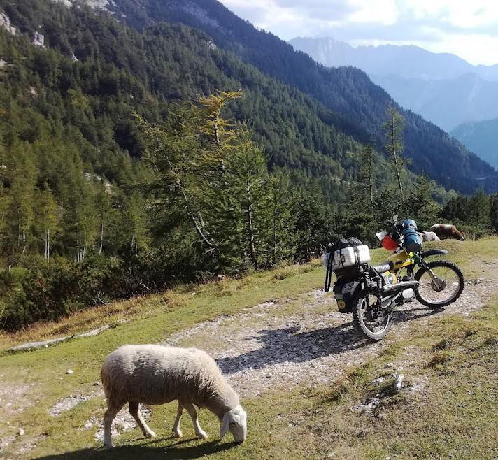 Fotografija: Ubogi backi niti trave ne morejo več v miru pomuliti. Foto: Dušan Malovrh
